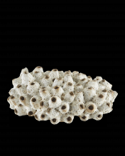 Currey 1200-0429 - Sulawasi White Shells